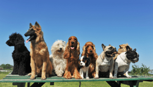 Group-of-dogs-resized-600