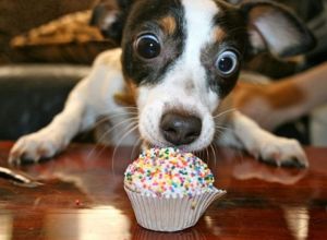 cupcake-dog