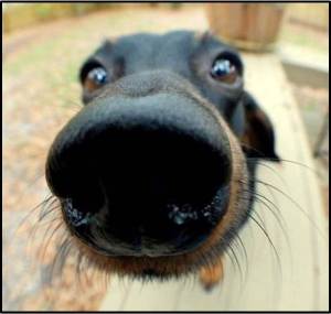 Dog Nose