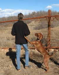 jumping dog turning away