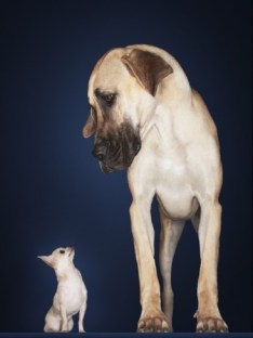toy-chihuahua-and-great-dane
