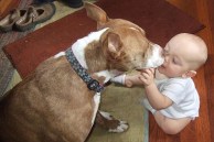 baby with pit bull