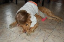 child and dog 3