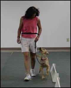 Cooper Clicker Training Heel