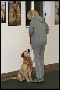 Mary and Simon Sit Stay Fall 2013