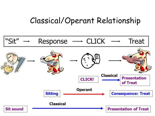 Operant and Classical Connection 2
