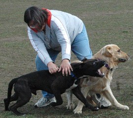dog park aggression