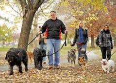 Walking with dogs in a group