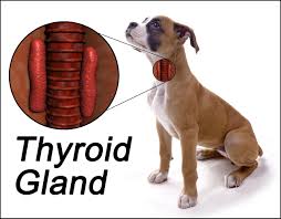 Thyroid Gland