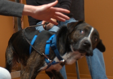 Feraful Dog Greeting