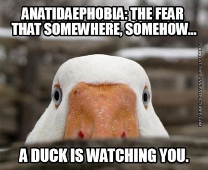 funny-fear-duck-watching-you