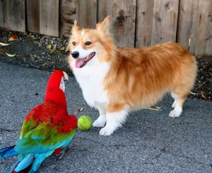 dogandparrot