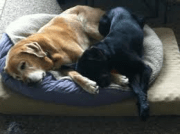 sharing bed