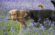sharing stick