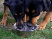 Sharing water
