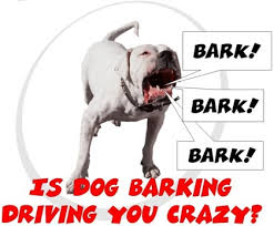 Crazy Barking