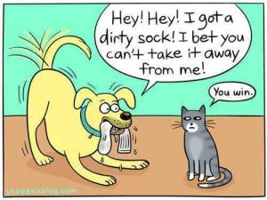 Funny-dog-and-cat-cartoon