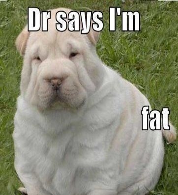 Dr Says I am Fat