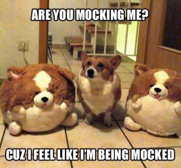 Mocking Corgi