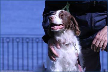 Vinny Loves Bar Harbor