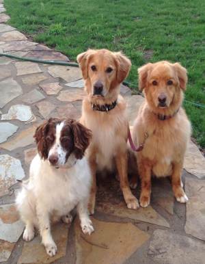Vinny, Cooper and Chip