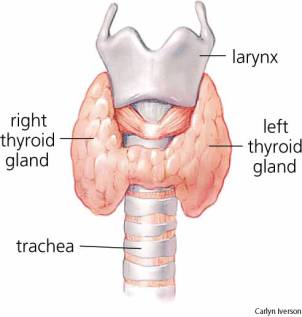 Thyroid Gland 2