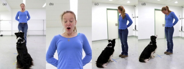 Dog Following Gaze Toward Door