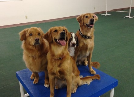 Ally, Cooper, Chip, Vinny on Pause Table