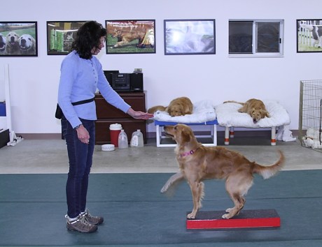 Ally learning wave dogs pause table