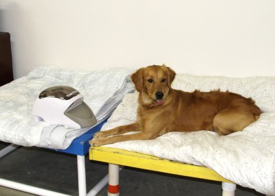 Ally and Treat & Train 2