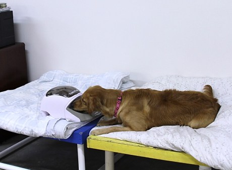 Ally and Treat & Train 3