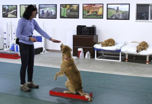Ally Learns High Five on her Platform