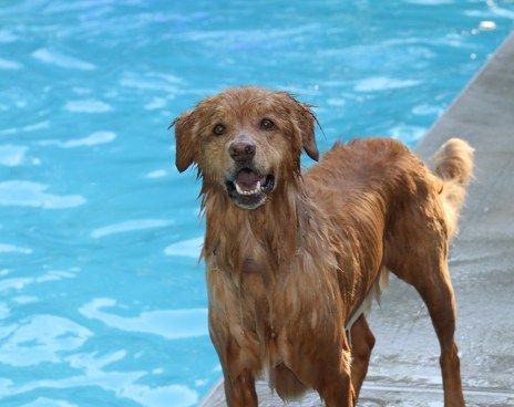 Chippy Wet and Happy