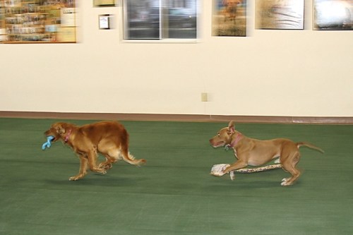 Ally and Colbie Chasing