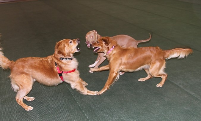 Coop Ally Colbie Play